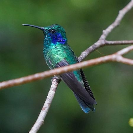Campo Azul - Monteverde Bagian luar foto