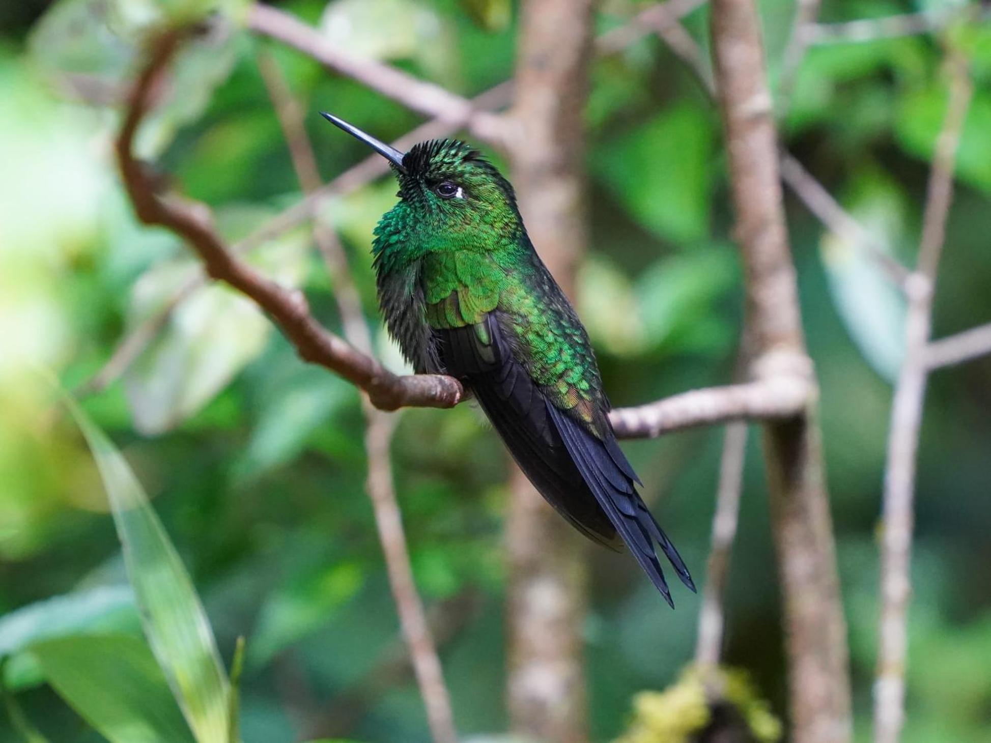 Campo Azul - Monteverde Bagian luar foto