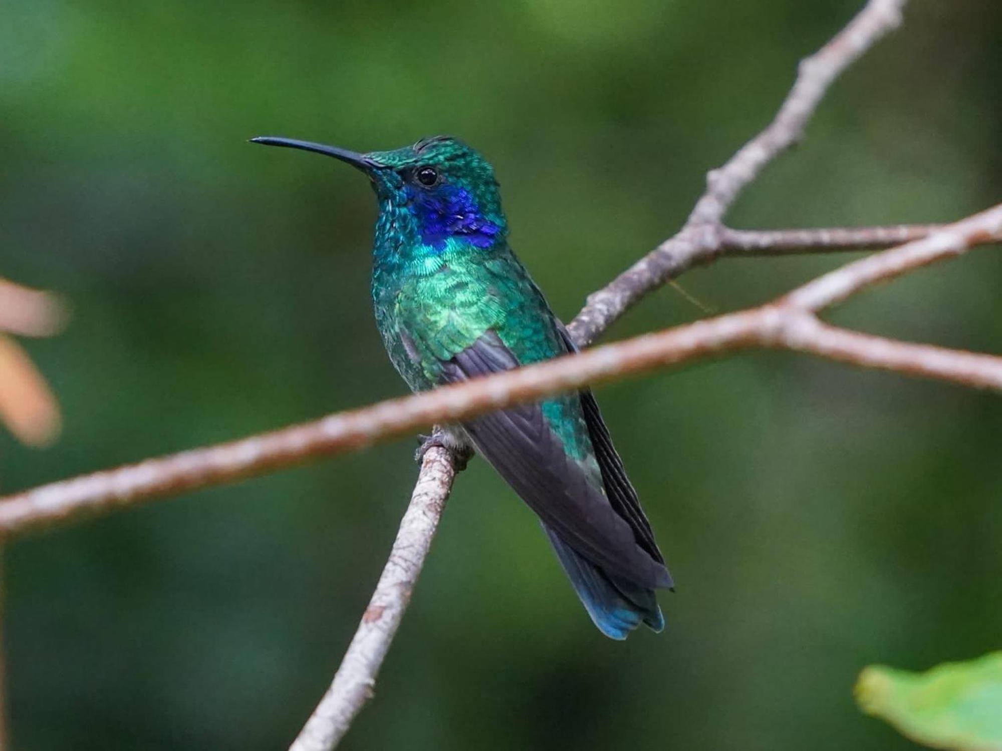 Campo Azul - Monteverde Bagian luar foto
