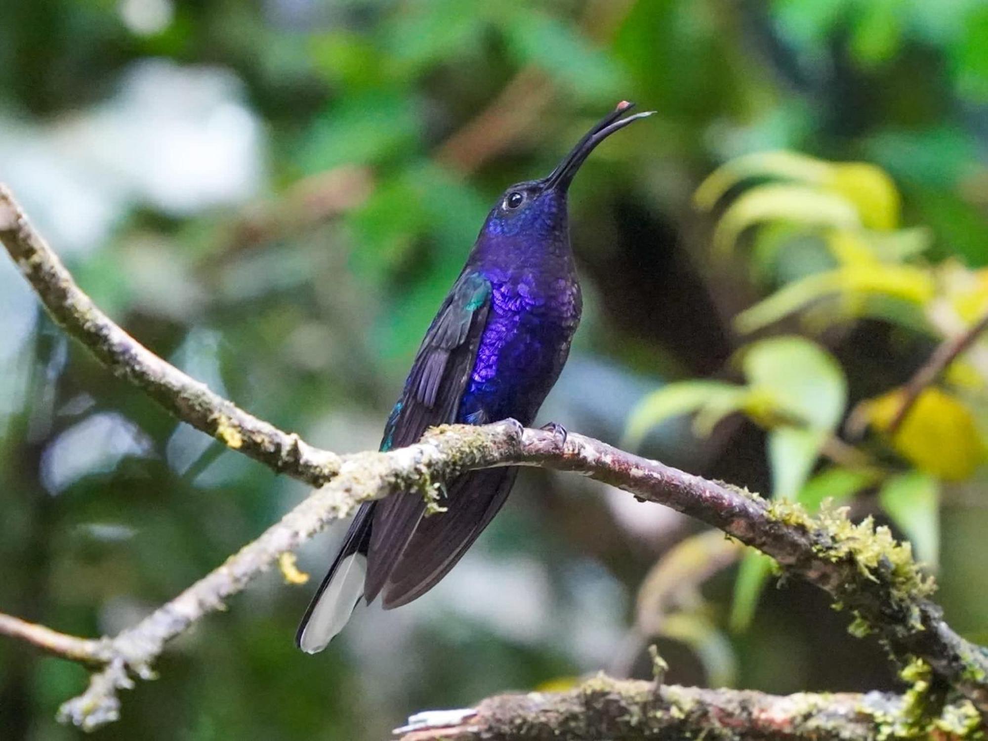 Campo Azul - Monteverde Bagian luar foto