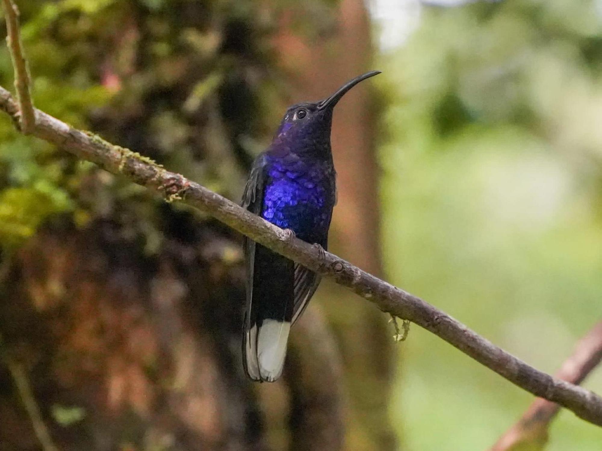 Campo Azul - Monteverde Bagian luar foto