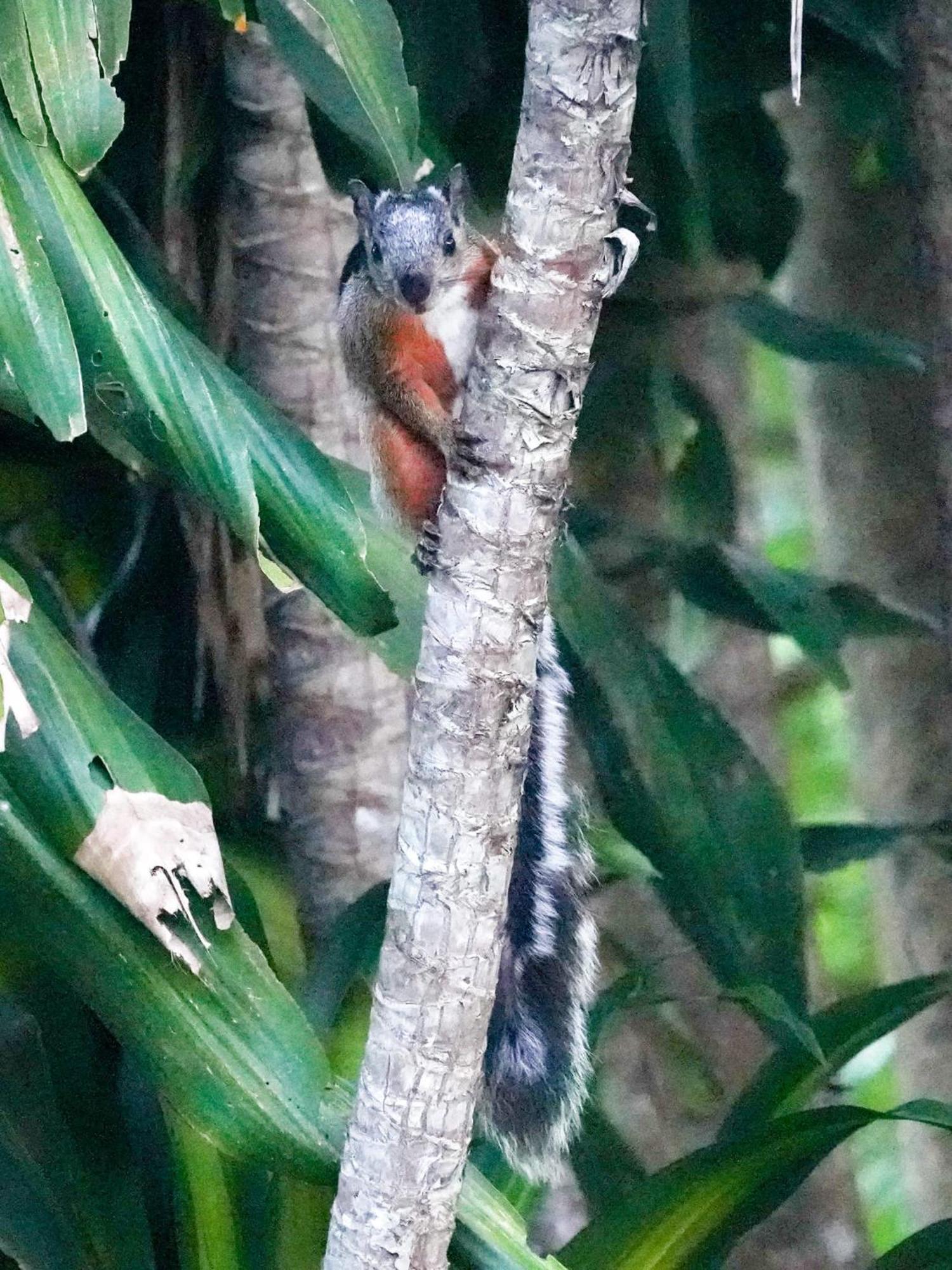 Campo Azul - Monteverde Bagian luar foto